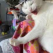 Lili is registered to the contest to win money with this photo: animal, blanket, cat, cozy, cute, decor, duck_figure, furniture, home, indoor, mask, paw, peace_sign, pet, playful, relaxed, rug, stretching, white_cat, yawning