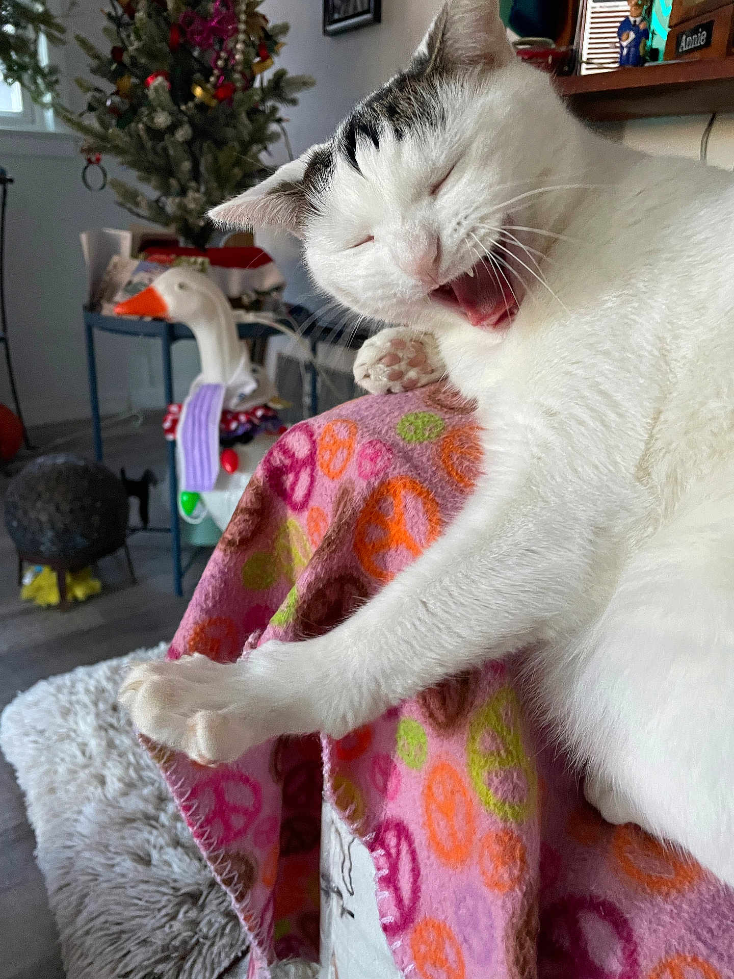Lili
