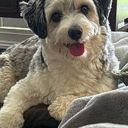 Mako joined the competition — help win amazing prizes! animal, blanket, closeup, companion, couch, cute, dog, domestic_animal, ears, fluffy, fur, furniture, happy, home, indoor, paw, pet, relaxed, snout, tongue_out