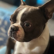 Blu joined the competition — help win amazing prizes! dog, boston_terrier, pet, close_up, portrait, animal, black_and_white, ears, face, snout, fur, indoor, cute, looking_away, focused, whiskers, domestic_animal, companion, alert, soft_background