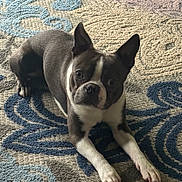 Blu is registered to the contest to win money with this photo: animal, boston_terrier, carpet, companion, cute, dog, domestic_animal, ears, eyes, face, fur, indoor, looking_up, lying_down, paws, pet, puppy, resting, rug, small_dog