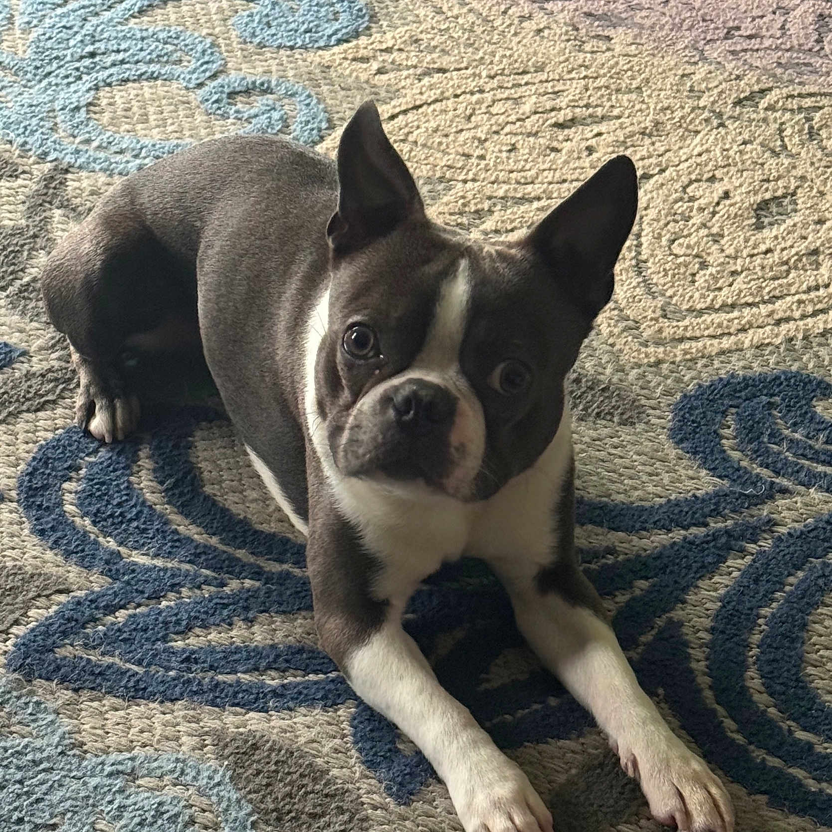 Blu