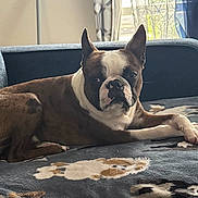 Blu And Scooby is registered to the contest to win money with this photo: animal, blanket, boston_terrier, companion, couch, cozy, curtain, dog, domestic, ears, fur, furniture, indoor, light, paw, pet, relaxation, resting, snout, window