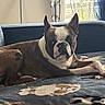 animal, blanket, boston_terrier, companion, couch, cozy, curtain, dog, domestic, ears, fur, furniture, indoor, light, paw, pet, relaxation, resting, snout, window