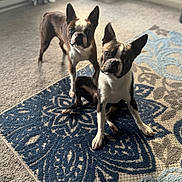 Blu And Scooby is registered to the contest to win money with this photo: animal, black, boston_terrier, brown, carpet, companion, curious, dog, domestic, ears_up, floor, indoor, light, patterned_rug, pet, shadow, short_hair, sitting, standing, white