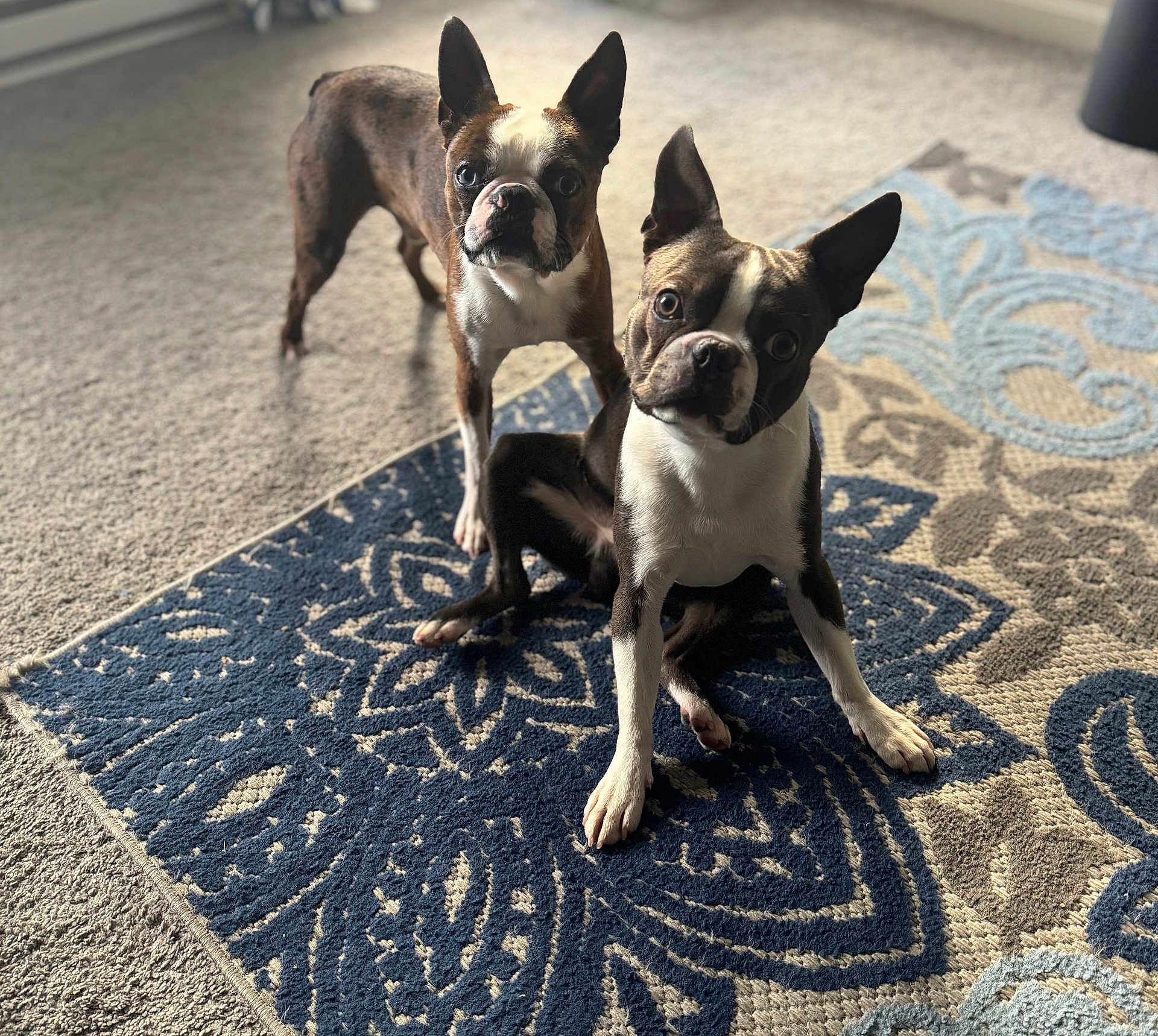 Blu And Scooby