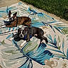 animal, black, boston_terrier, brown, canine, daylight, dog, floral, grass, leash, nature, outdoor, pattern, pet, relaxation, resting, rug, summer, sunlight, white