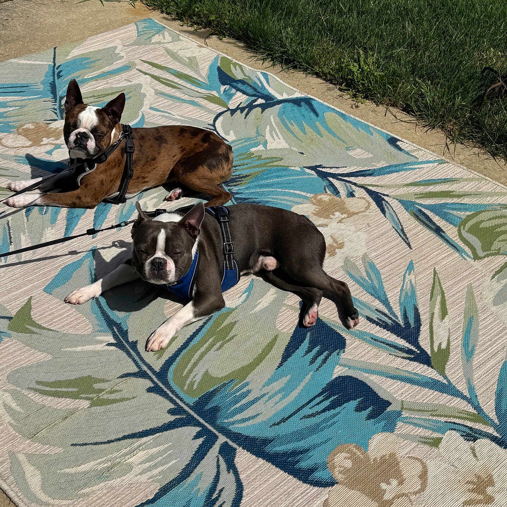 Blu And Scooby