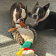 Blu And Scooby joined the competition — help win amazing prizes! animal, black_dog, boston_terrier, brown_dog, carpet, companion, curious, cute, dog, domestic_animal, floor, indoor, pet, playing, plush_toy, resting, sniffing, sunlight, toy, white_markings