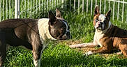 Blu And Scooby is registered to the contest to win money with this photo: animal, boston_terrier, canine, companions, daylight, dog, fence, grass, greenery, mammal, nature, outdoor, pets, playing, resting, shadow, summer, sunlight, two_dogs, yard