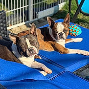 Blu And Scooby is registered to the contest to win money with this photo: dog, boston_terrier, outdoor, sunlight, blue_cushion, furniture, pet_toy, relaxing, sunbathing, animal, canine, black_and_white, brown_and_white, grass, fence, chair, toy, resting, daylight, summer