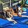 Blu And Scooby