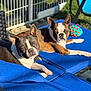 dog, boston_terrier, outdoor, sunlight, blue_cushion, furniture, pet_toy, relaxing, sunbathing, animal, canine, black_and_white, brown_and_white, grass, fence, chair, toy, resting, daylight, summer