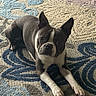alert, animal, boston_terrier, brown_and_white, canine, carpet, companion, curious, cute, dog, domestic, ears_up, floor, indoor, laying_down, looking_up, pattern, pet, texture, white_paws