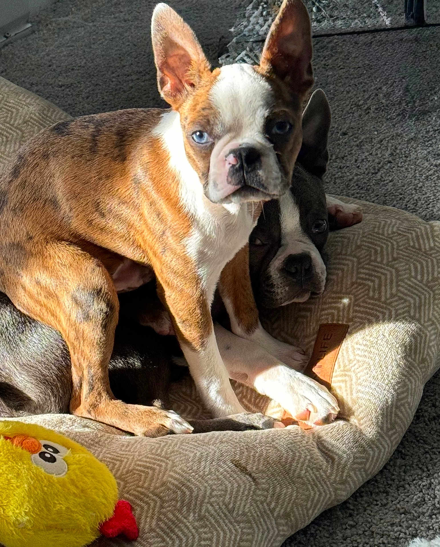 Blu And Scooby