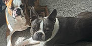 Blu And Scooby is registered to the contest to win money with this photo: animal, black, boston_terrier, brown, canine, carpet, companions, cute, dog, domestic_animal, ears_up, fur, indoor, laying_down, looking_at_camera, pet, relaxed, sunlight, two_dogs, white