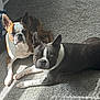 animal, black, boston_terrier, brown, canine, carpet, companions, cute, dog, domestic_animal, ears_up, fur, indoor, laying_down, looking_at_camera, pet, relaxed, sunlight, two_dogs, white