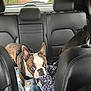 Blu And Scooby is registered to the contest to win money with this photo: alert, animal, backseat, blanket, blue_eyes, boston_terrier, canine, car_interior, companion, curious, dog, domestic_animal, harness, indoor, leather_seat, pet, seat, travel, two_dogs, vehicle