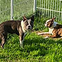 Blu And Scooby joined the competition — help win amazing prizes! alert, animal, boston_terrier, canine, daylight, dog, domestic_animal, fence, grass, greenery, laying_down, nature, outdoor, pet, playful, portrait, relaxed, standing, sunlight, two_dogs