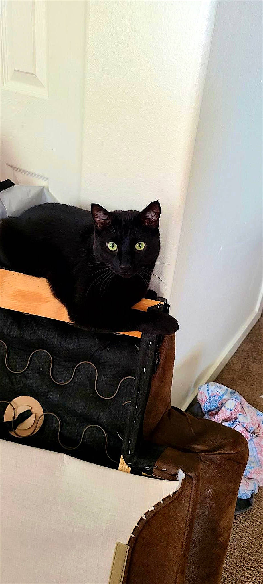 Sam is registered to the contest to win money with this photo: bag, black_cat, carnivore, cat, cat_supply, chair, club_chair, comfort, domestic_short_haired_cat, felidae, fur, linens, paper_product, pattern, pet_supply, room, sitting, small_to_medium_sized_cats, tail, whiskers