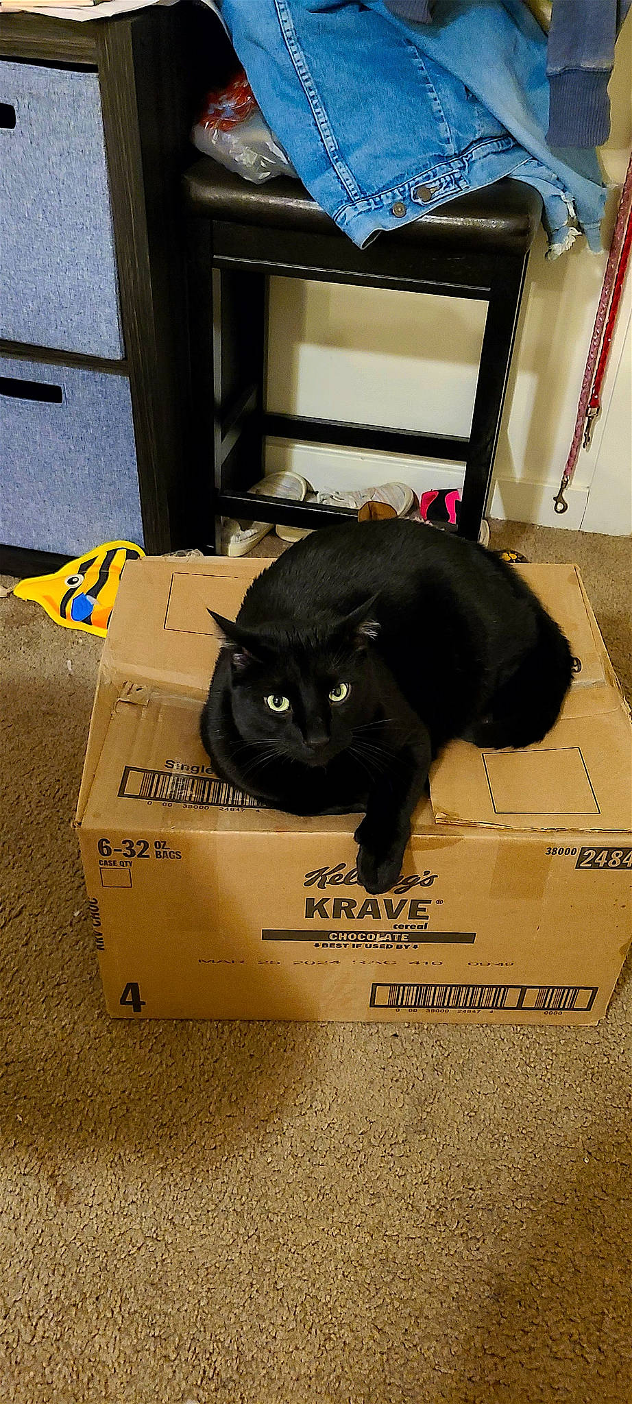 Sam is registered to the contest to win money with this photo: black_cat, bombay, box, cardboard, carnivore, carton, cat, domestic_short_haired_cat, felidae, font, fur, mammal, packaging_and_labeling, paper_product, photo_caption, shipping_box, small_to_medium_sized_cats, tail, terrestrial_animal, whiskers