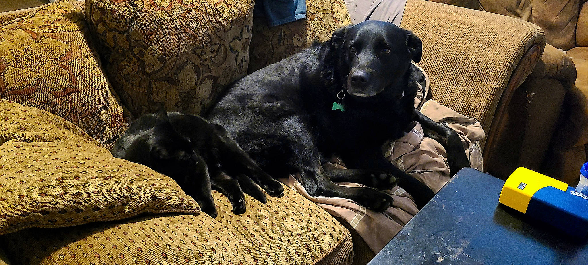 Rhylee is registered to the contest to win money with this photo: borador, canidae, carnivore, comfort, companion_dog, dog, dog_breed, fur, grass, gun_dog, hunting_dog, natural_material, sporting_group, working_animal