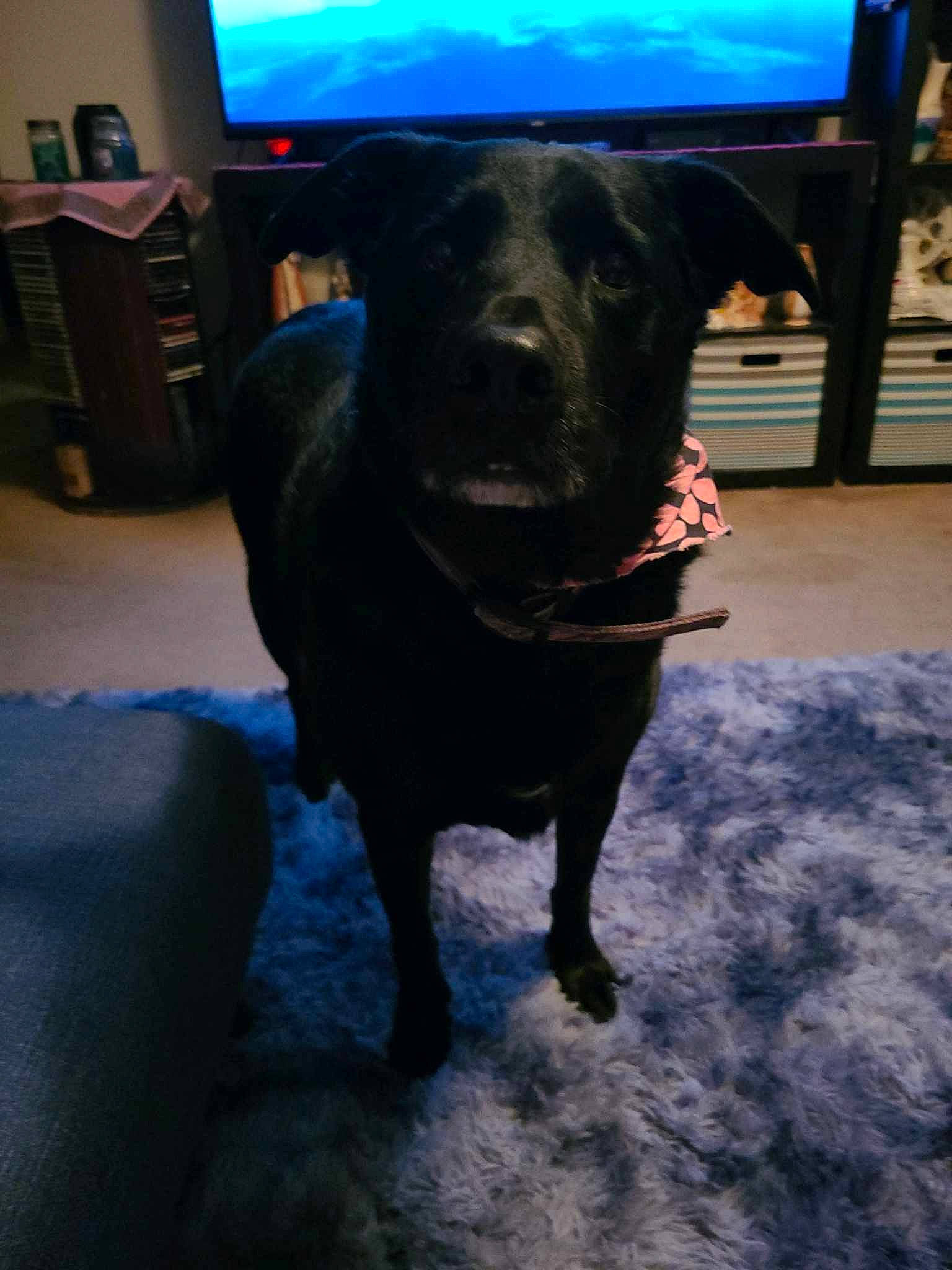 Rhylee is registered to the contest to win money with this photo: analog_television, borador, cable_television, carnivore, collar, companion_dog, display_device, dog, dog_breed, dog_collar, electric_blue, flooring, fur, guard_dog, gun_dog, liver, retriever, sporting_group, television, working_animal