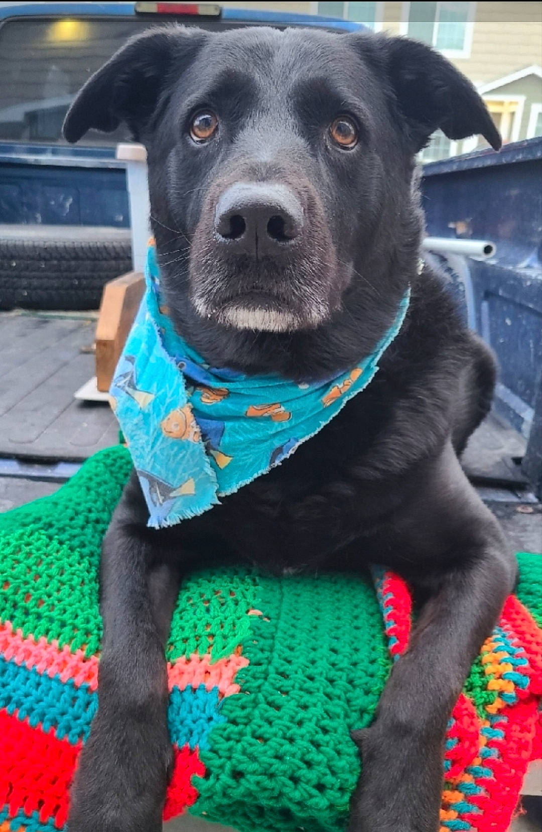 Rhylee is registered to the contest to win money with this photo: canidae, carnivore, collar, companion_dog, dog, dog_breed, dog_collar, dog_supply, electric_blue, fashion_accessory, fawn, fur, green, leash, pattern, pet_supply, snout, sporting_group, whiskers, working_animal