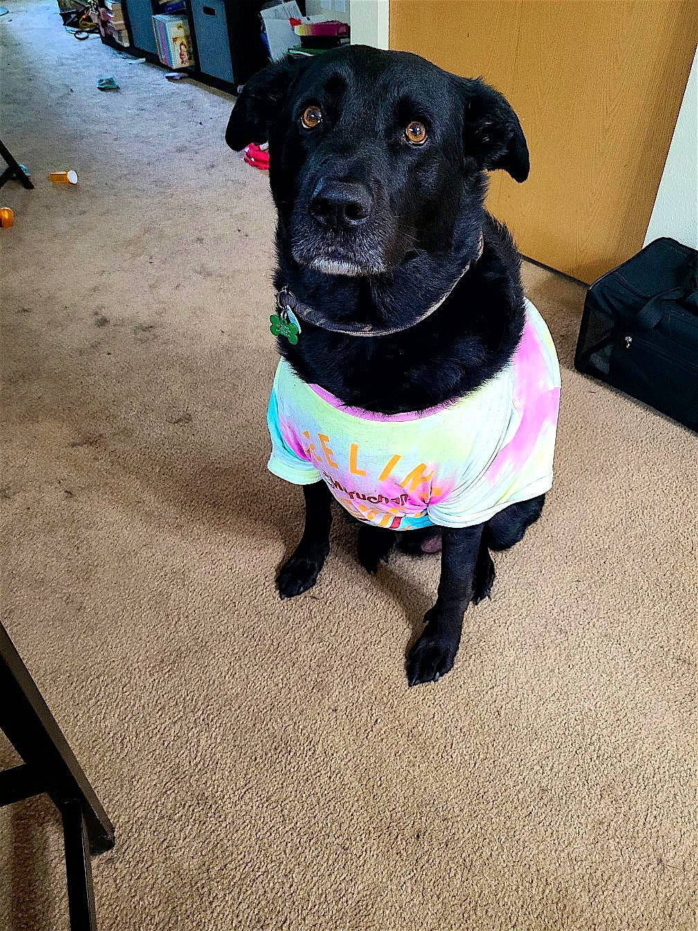 Rhylee is registered to the contest to win money with this photo: borador, canidae, carnivore, collar, companion_dog, dog, dog_breed, dog_clothes, dog_collar, dog_supply, fawn, leash, personal_protective_equipment, pet_supply, purple, snout, sporting_group, tail, whiskers, working_animal