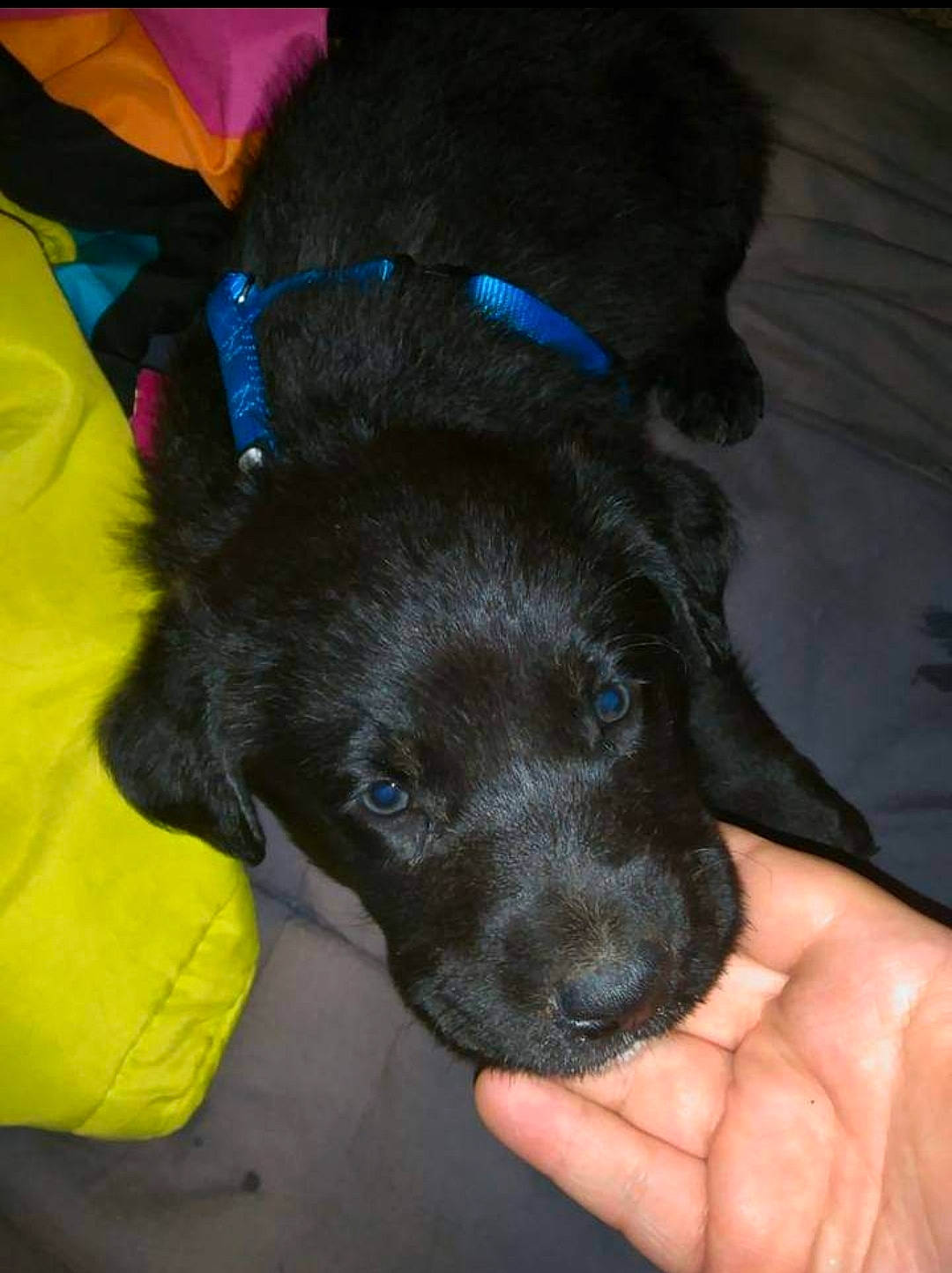 Rhylee joined the competition — help win amazing prizes! borador, canidae, carnivore, comfort, companion_dog, dog, dog_breed, dog_collar, dog_supply, electric_blue, fur, gesture, guard_dog, paw, sporting_group, working_animal