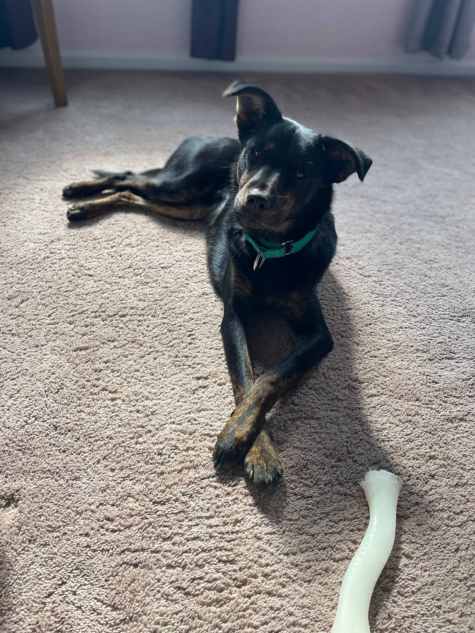 Enzo is registered to the contest to win money with this photo: borador, canidae, carnivore, collar, companion_dog, dog, dog_breed, dog_collar, dog_supply, fawn, flooring, guard_dog, paw, pet_supply, sporting_group, street_dog, tail, toy_dog, working_animal, working_dog