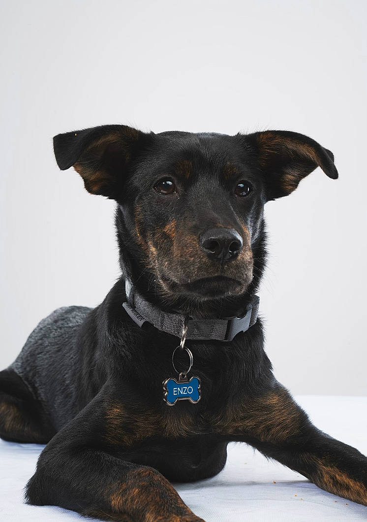 Enzo joined the competition — help win amazing prizes! borador, canidae, carnivore, collar, companion_dog, dog, dog_breed, dog_collar, dog_supply, eye, fawn, fur, liver, pet_supply, plant, retriever, snout, sporting_group, whiskers, working_animal