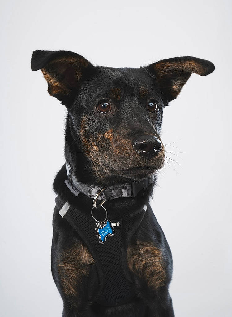 Enzo joined the competition — help win amazing prizes! borador, canidae, carnivore, collar, companion_dog, dog, dog_breed, dog_collar, dog_supply, electric_blue, fawn, fur, guard_dog, leash, pet_supply, pointing_breed, sporting_group, whiskers, working_animal, working_dog