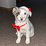 puppy, dog, sitting, carpet, indoor, red_bow_tie, santa_hat, white_fur, black_patch, tan_patch, cute, pet, young_dog, animal, adorable, looking_at_camera, fluffy, small_dog, holiday_costume, domestic_animal