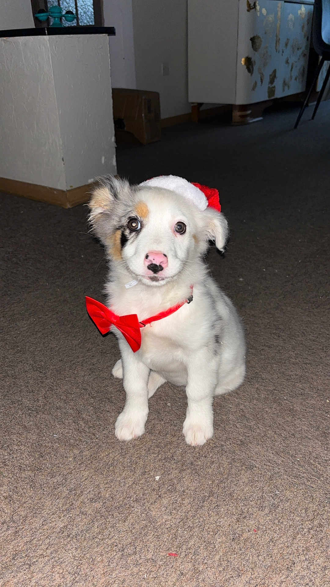 Alba participe au concours pour gagner de l'argent avec cette photo : puppy, dog, sitting, carpet, indoor, red_bow_tie, santa_hat, white_fur, black_patch, tan_patch, cute, pet, young_dog, animal, adorable, looking_at_camera, fluffy, small_dog, holiday_costume, domestic_animal