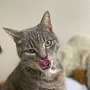 Bigflo a rejoint le concours — aidez-le/la à gagner de superbes lots ! cat, tabby, tongue_out, licking, pet, animal, feline, whiskers, ears, green_eyes, close_up, indoor, curious, soft_background, fur, cute, domestic_cat, mammal, portrait, playful