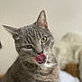 cat, tabby, tongue_out, licking, pet, animal, feline, whiskers, ears, green_eyes, close_up, indoor, curious, soft_background, fur, cute, domestic_cat, mammal, portrait, playful