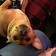 Frankie joined the competition — help win amazing prizes! dog, upside_down, pet, brown_fur, lap, human_hand, blanket, cozy, indoors, cute, animal, face, ears, whiskers, closeup, companion, relaxed, comfort, home, friendly