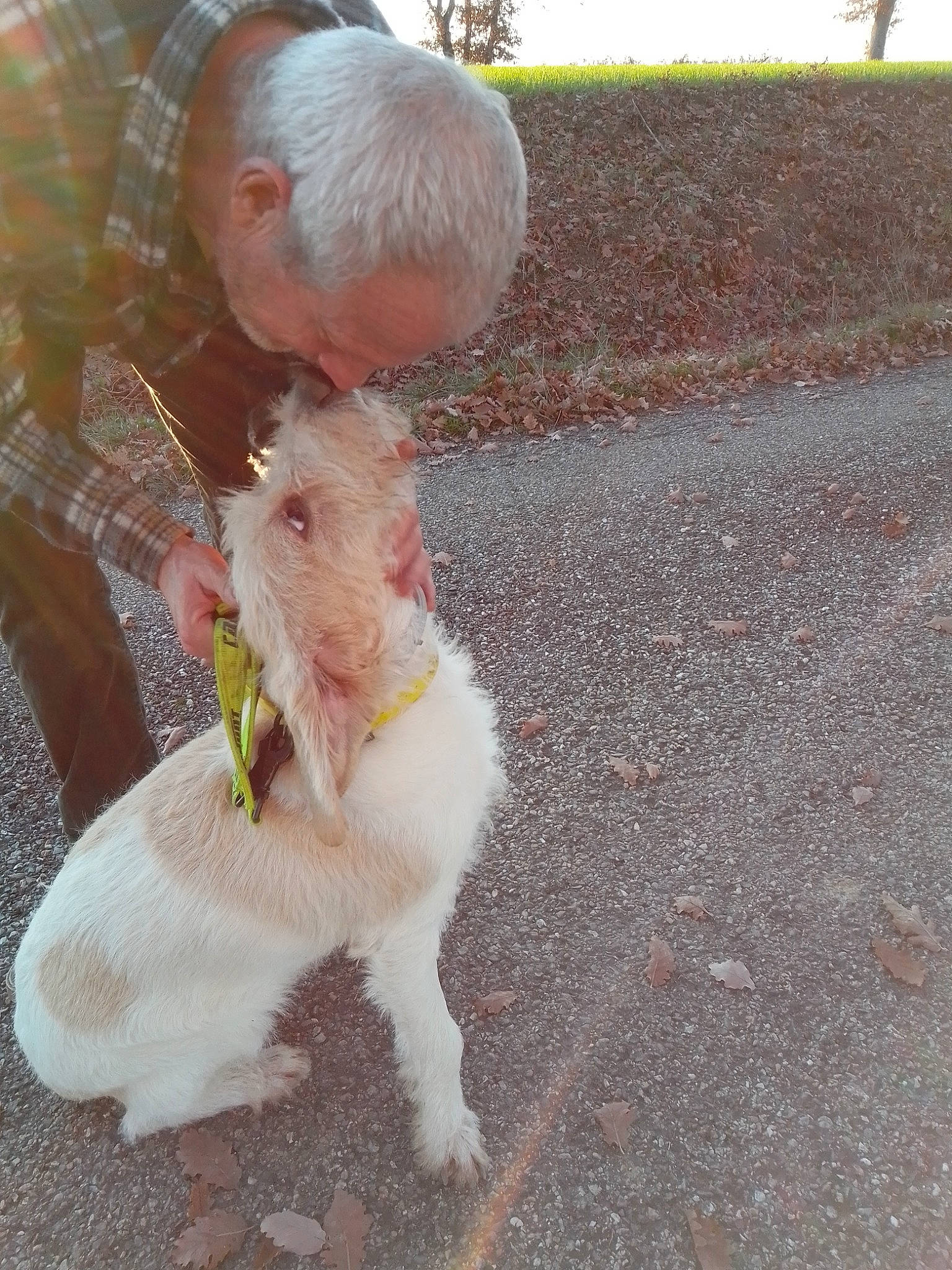 Archy participe au concours pour gagner de l'argent avec cette photo : canidae, carnivore, companion_dog, dog, dog_breed, eyewear, fashion_accessory, fawn, fur, grass, leash, poodle, sitting, small_terrier, sporting_group, sunglasses, tail, terrier, toy, toy_dog