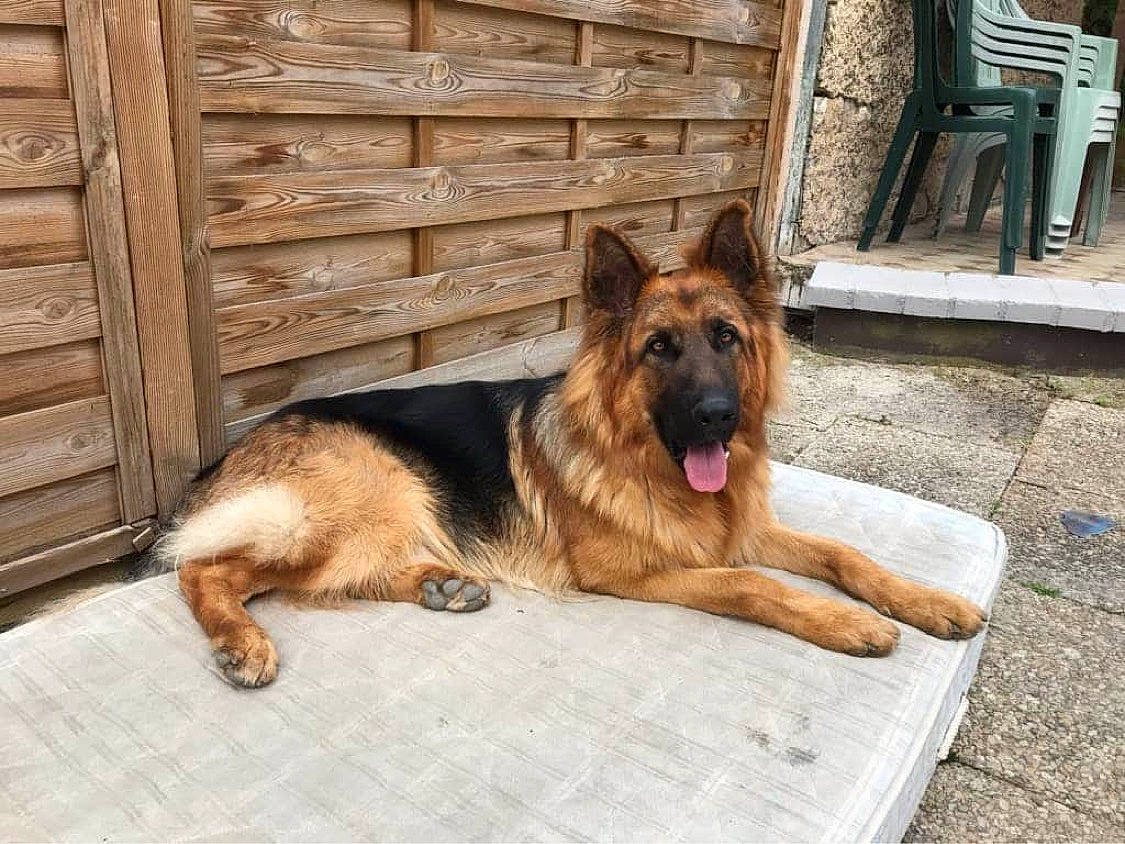 Pacha a rejoint le concours — aidez-le/la à gagner de superbes lots ! belgian_shepherd_malinois, canidae, carnivore, companion_dog, dog, dog_breed, east_european_shepherd, fawn, german_shepherd_dog, king_shepherd, kunming_wolfdog, mammal, old_german_shepherd_dog, rare_breed_dog, shiloh_shepherd_dog, snout, vertebrate, working_dog