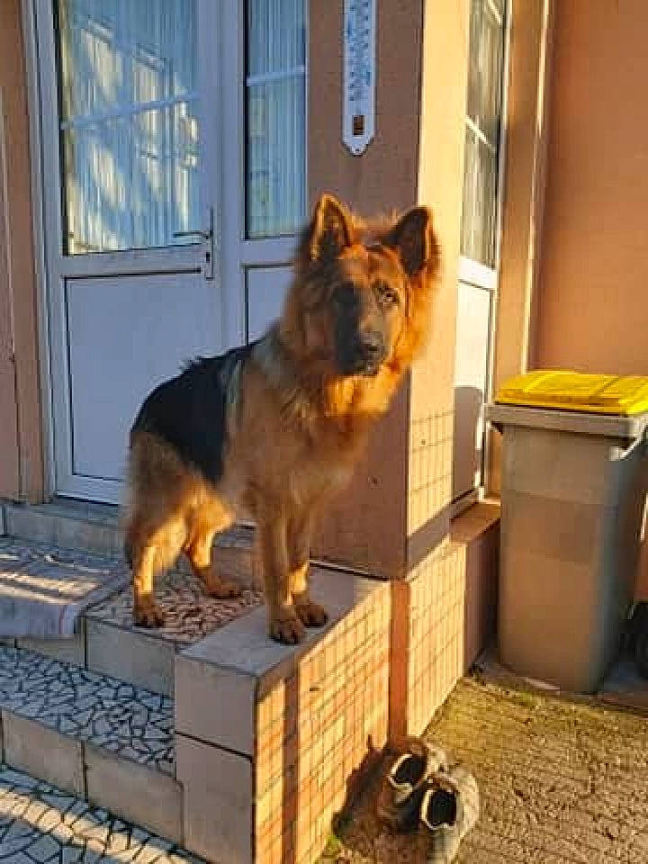 Pacha participe au concours pour gagner de l'argent avec cette photo : canidae, carnivore, companion_dog, dog, dog_breed, door, german_shepherd_dog, mammal, old_german_shepherd_dog, working_dog