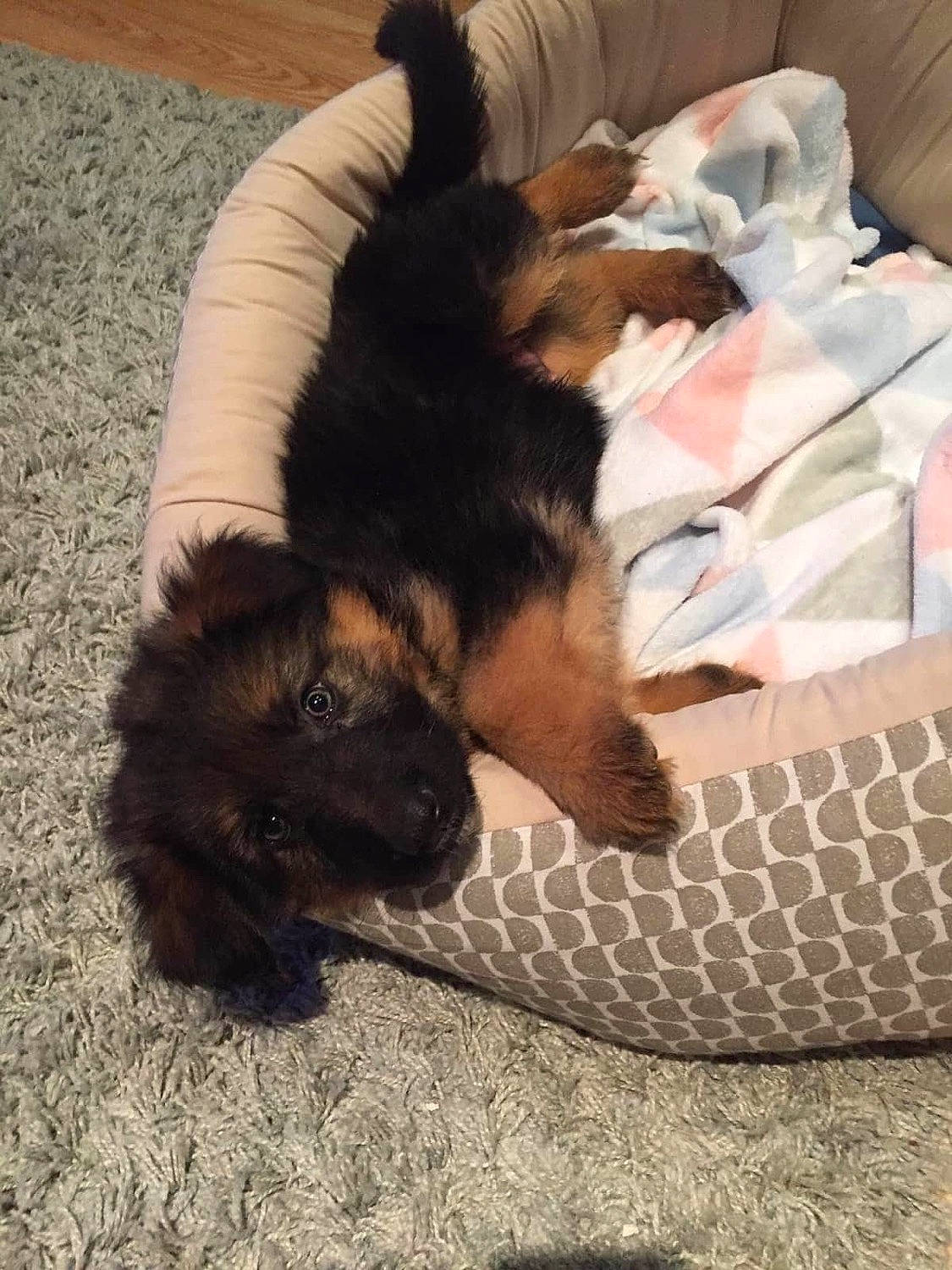 Pacha participe au concours pour gagner de l'argent avec cette photo : bohemian_shepherd, canidae, carnivore, dog, dog_breed, german_shepherd_dog, herding_dog, mammal, old_german_shepherd_dog, puppy, tail