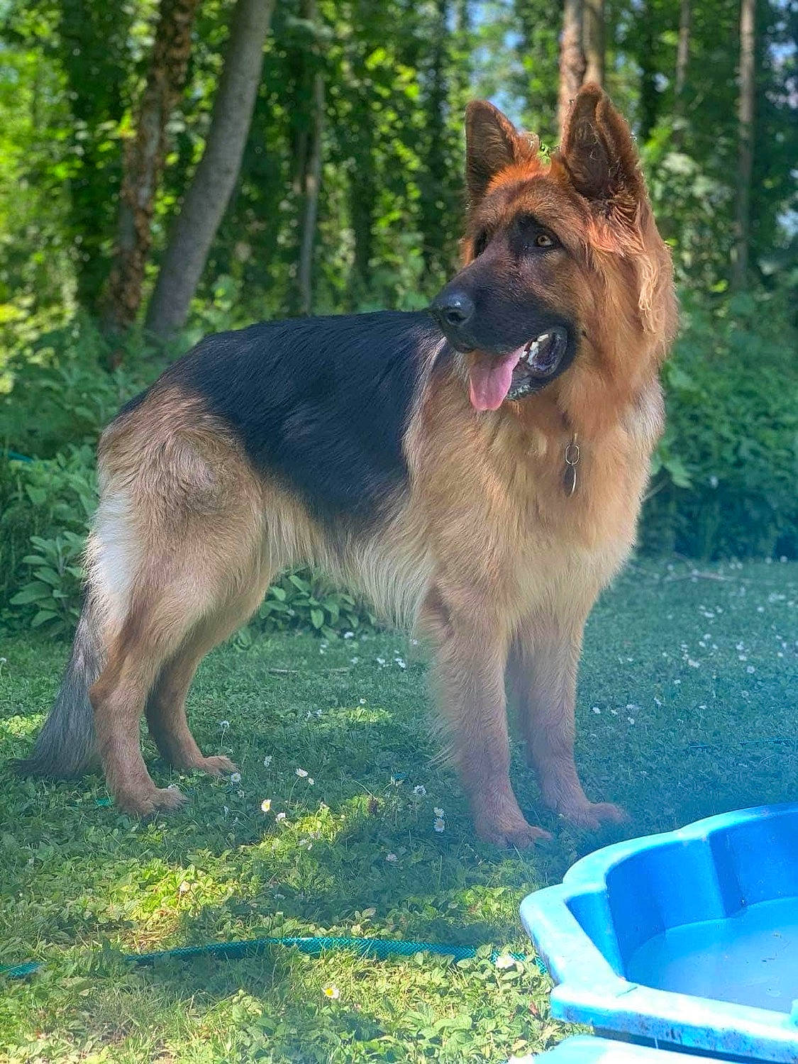 Pacha a rejoint le concours — aidez-le/la à gagner de superbes lots ! belgian_shepherd, belgian_shepherd_malinois, bohemian_shepherd, canidae, carnivore, dog, dog_breed, east_european_shepherd, german_shepherd_dog, herding_dog, king_shepherd, kunming_wolfdog, mammal, old_german_shepherd_dog, rare_breed_dog, shiloh_shepherd_dog, sporting_group, tervuren, vertebrate, working_dog