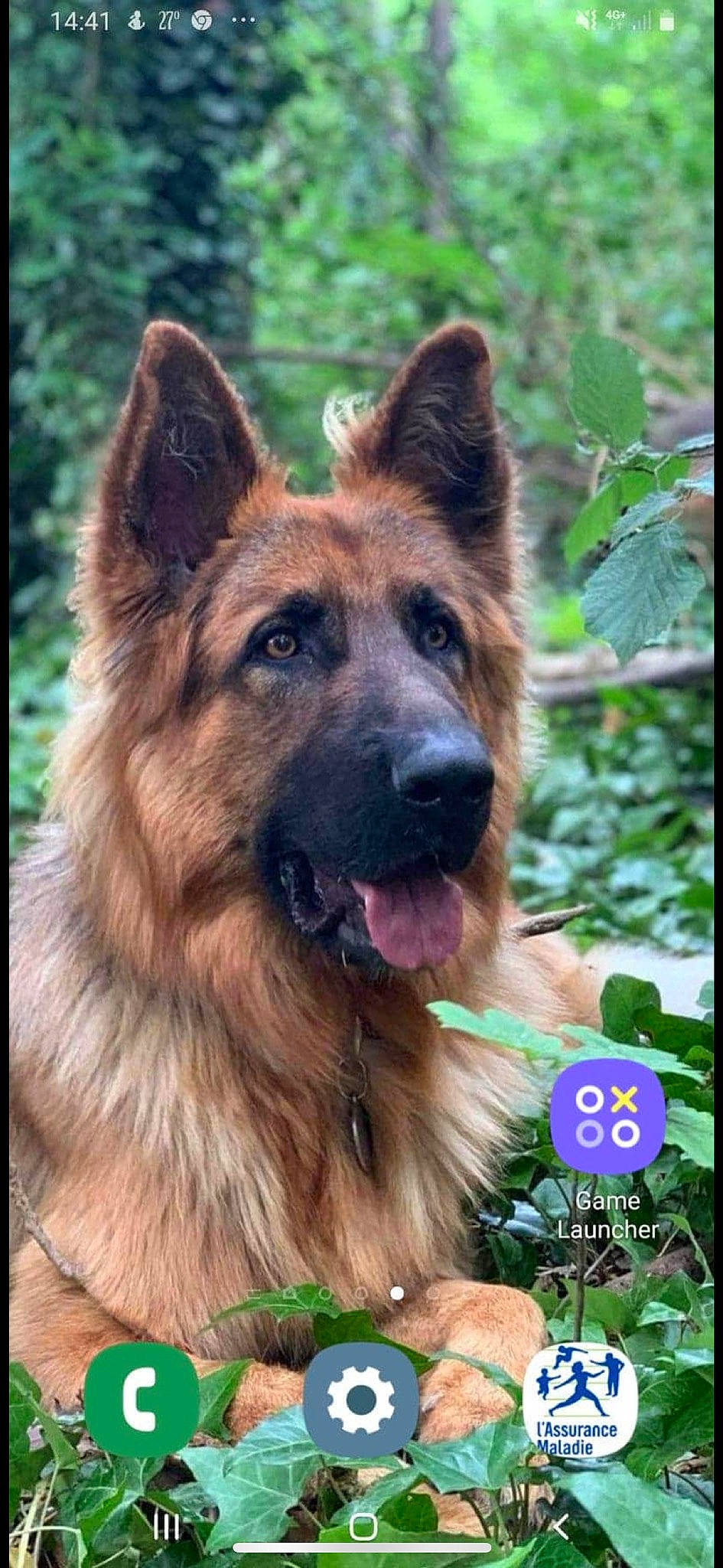 Pacha participe au concours pour gagner de l'argent avec cette photo : bohemian_shepherd, canidae, carnivore, dog, dog_breed, east_european_shepherd, fawn, german_shepherd_dog, king_shepherd, kunming_wolfdog, laekenois, mammal, old_german_shepherd_dog, rare_breed_dog, shiloh_shepherd_dog, vertebrate