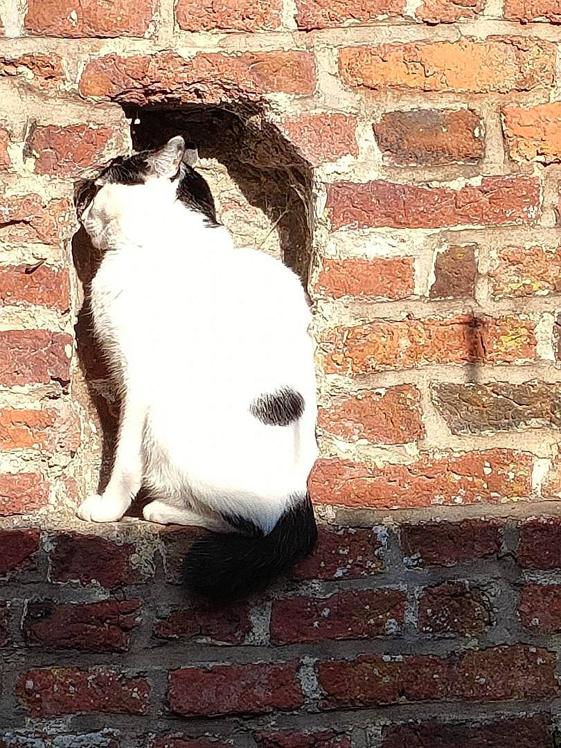 Marlow participe au concours pour gagner de l'argent avec cette photo : art, brick, brickwork, brown, building_material, carnivore, cat, door, facade, felidae, human_body, rectangle, small_to_medium_sized_cats, snout, tail, tints_and_shades, wall, whiskers, window, wood