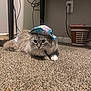 Luna joined the competition — help win amazing prizes! cat, fluffy, hat, carpet, indoor, table, cables, curious, animal, pet, feline, resting, colorful_hat, wide_eyes, domestic, floor, decor, bucket, cozy, fur
