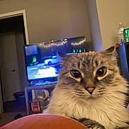 Luna is registered to the contest to win money with this photo: cat, fluffy, indoor, television, blurred_background, blue_eyes, feline, cozy, pet, living_room, furniture, can, water_bottle, door, foot, car_image, soft_lighting, curious, closeup, home