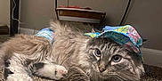 Luna joined the competition — help win amazing prizes! cat, fluffy, gray, white, carpet, indoor, hat, colorful, floral, diaper, pet, animal, curious, basket, cord, power_outlet, relaxed, feline, cute, domestic