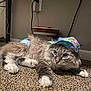 cat, fluffy, gray, white, carpet, indoor, hat, colorful, floral, diaper, pet, animal, curious, basket, cord, power_outlet, relaxed, feline, cute, domestic