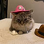Luna is registered to the contest to win money with this photo: cat, pet, animal, cowboy_hat, pink_hat, brown_hat, fluffy, whiskers, paws, indoor, table, resting, cute, feline, domestic_animal, fur, closeup, hat, accessory, portrait